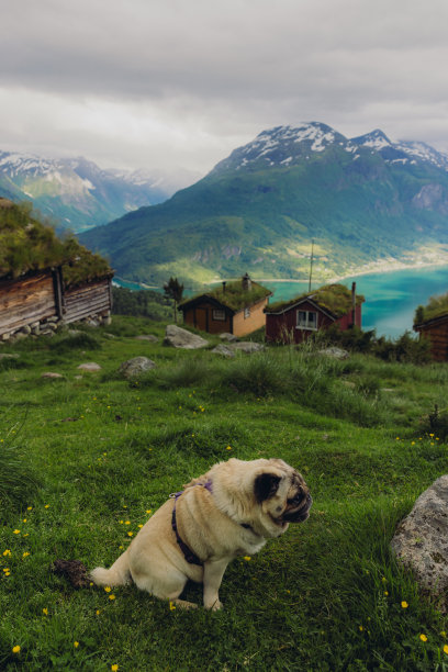美丽的狗在挪威凝视着风景秀丽的山谷和古老的木屋图片下载