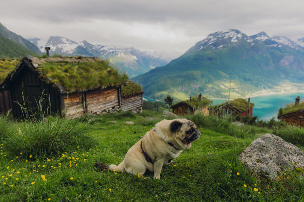 美丽的狗在挪威凝视着风景秀丽的山谷和古老的木屋图片下载