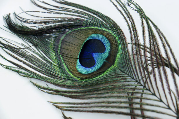 白色背景中的孔雀羽毛图片下载