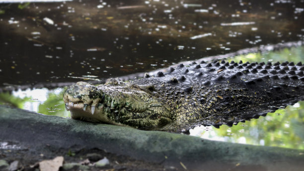 其中一条鳄鱼躺在地上图片下载