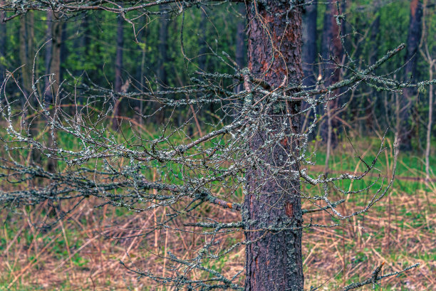枯死的松枝上覆盖着地衣。图片下载