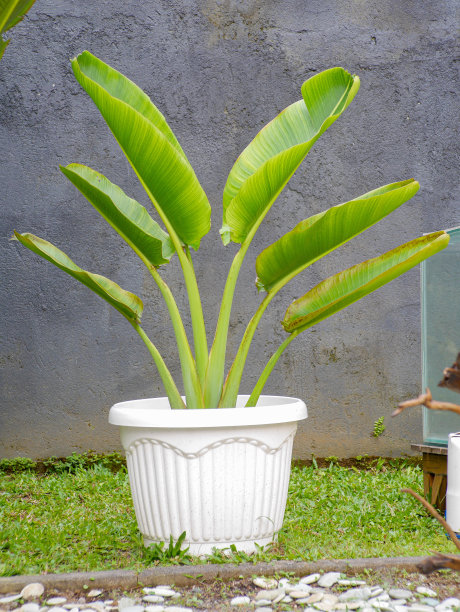 野车前草或巨大的白色天堂鸟图片下载