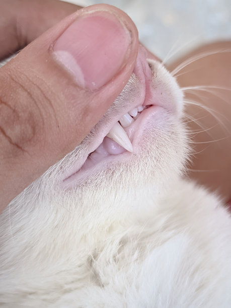 检查猫的牙齿健康状况，完美干净的牙齿形状表明猫的健康状况图片下载