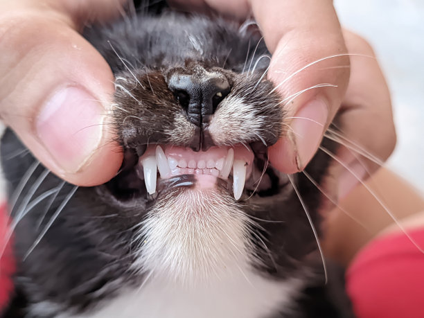 检查猫的牙齿健康状况，完美干净的牙齿形状表明猫的健康状况图片下载