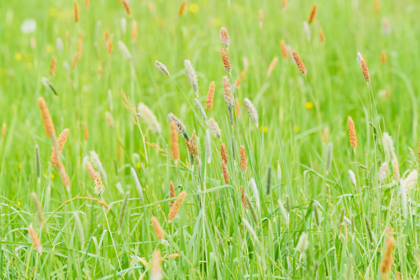 草皮草(Alopecurus pratensis)，又称草甸草尾草或田野草甸草尾草，是禾本科的多年生草本植物。图片下载