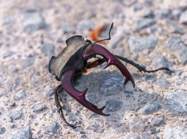 战斗后雄性锹甲（Lucanus cervus）的一部分图片下载