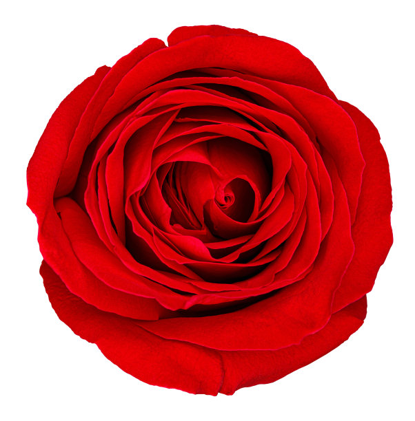 红玫瑰孤立的白色背景与剪辑路径图片下载