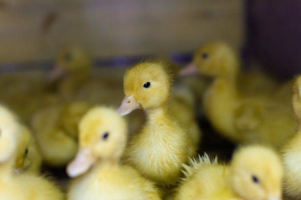 小鸭子在笼子里。小鸭子、小鹅成群地聚集在笼子里。图片下载