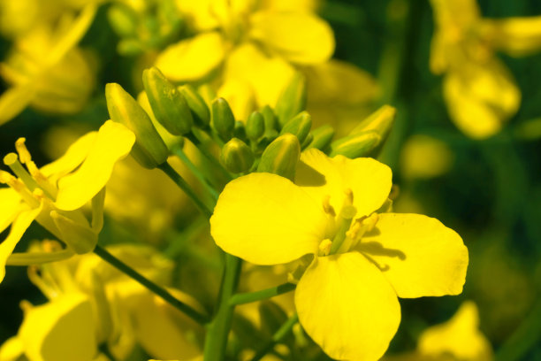 油菜植物和花的特写。油菜籽的栽培。宏。获得一种作物油菜籽产品图片下载
