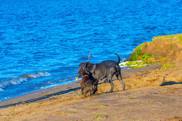 动物狗的图片。城市海滩上，小猎犬和英国獒犬在蓝色的河波背景下嬉戏图片下载
