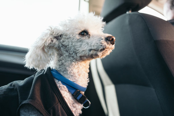 白色卷毛狗坐在白发男子汽车后座的特写照片。图片下载