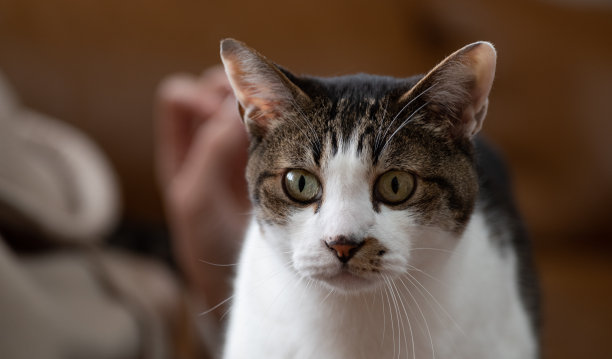 盯着猫图片下载