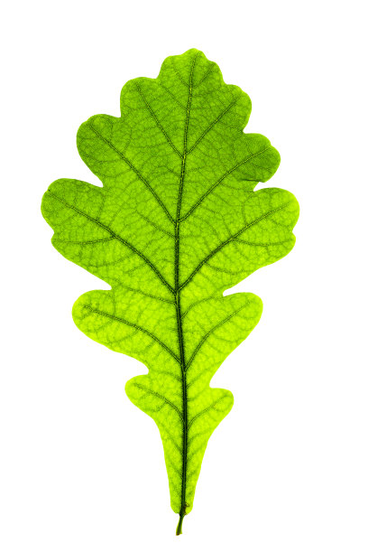 近距离拍摄的秋叶与自然纹理隔离在白色背景。自然带来绿色的秋叶，装饰元素，微距拍摄秋叶。季节性落叶图片下载