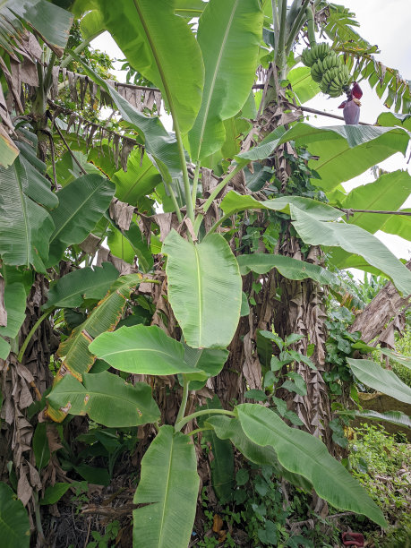 在东南亚邦加勿里洞的热带气候中长得高大茂盛的一种香蕉树图片下载