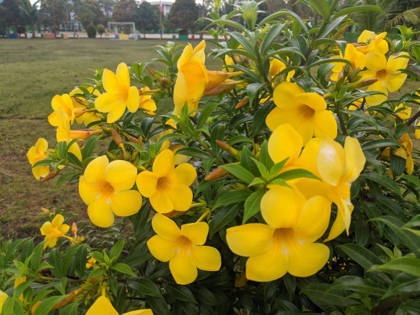 caroon花图片下载