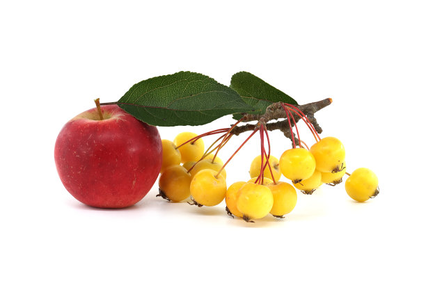 欧洲黄苹或野苹(Malus sylvestris)图片下载