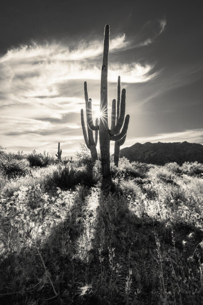 太阳升起的轮廓在深褐色图片下载