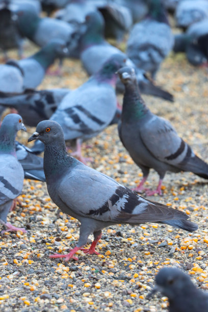 一组野生的、家养的鸽子(Columba livia domestica)在印度的柏油路面上吃种子，喂养圣鸟，不卫生的害虫讨厌的鸟群造成粪便混乱的特写图像，聚焦于前景图片下载