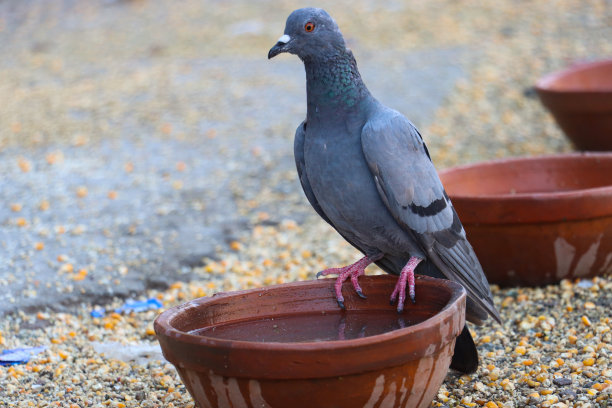 印度柏油路面上，普通鸽子(Columba livia domestica)栖息在水盆边缘，周围是谷物，饮水图片下载