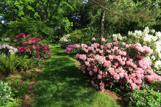 公园里有五颜六色的杜鹃花和杜鹃花图片下载