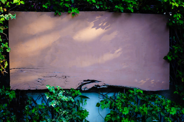 空白的木质标牌，以自然的绿叶为墙面背景图片下载