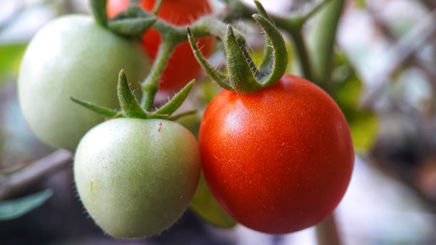 花园里的番茄图片下载
