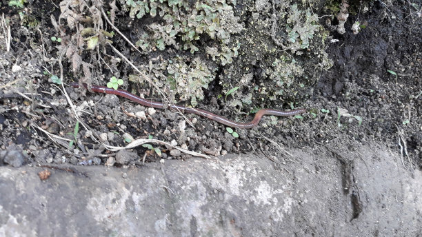 一只在地上行走的虫子图片下载