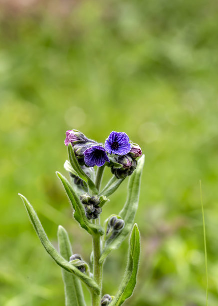 有毒植物(Cynoglossum creticum)在自然栖息地的特写图片下载