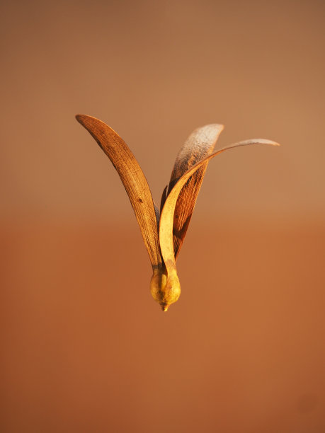 一些当地的树种子，它有飞翔的翅膀。图片下载