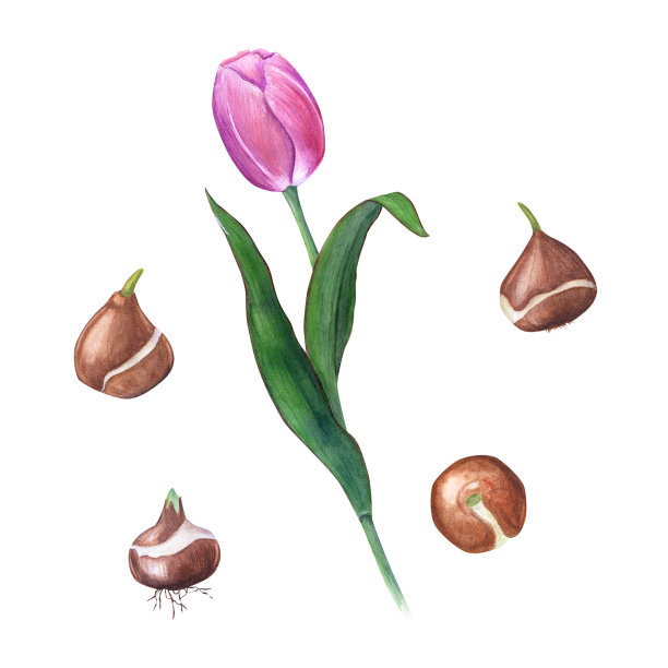 水彩花春天插图粉红色郁金香与球孤立在白色背景。适合壁纸，纺织品，杂志，花店，笔记本，贺卡的设计图片下载
