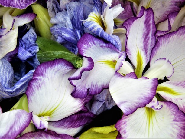 日本。6月。虹膜花。图片下载