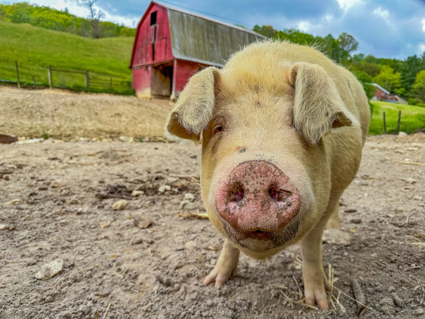 阿巴拉契亚农场的猪图片下载