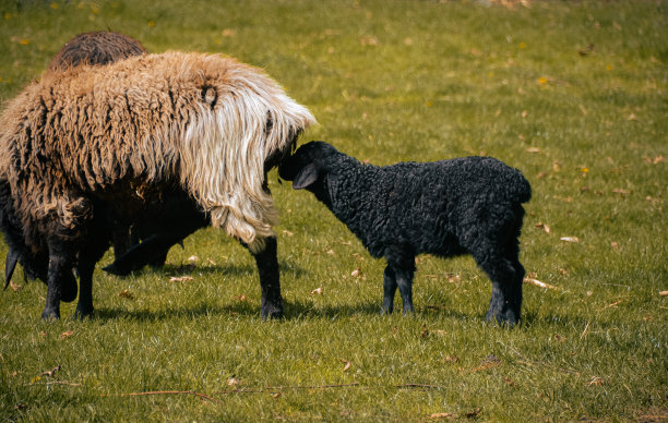 羊图片下载