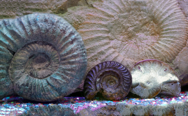 深色背景上的菊石化石图片下载