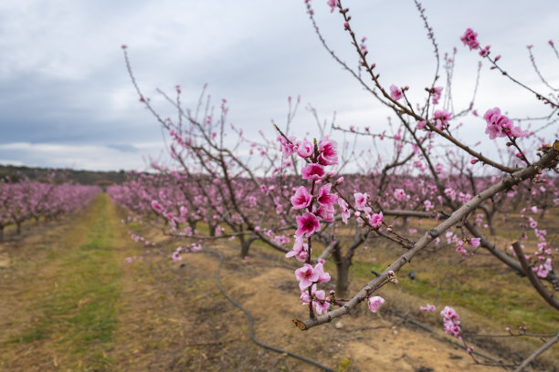 灌溉栽培桃树盛开。图片下载