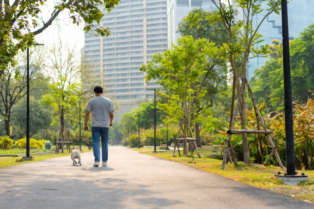 一个亚洲男人和他的法国斗牛犬在狗狗公园散步。图片下载