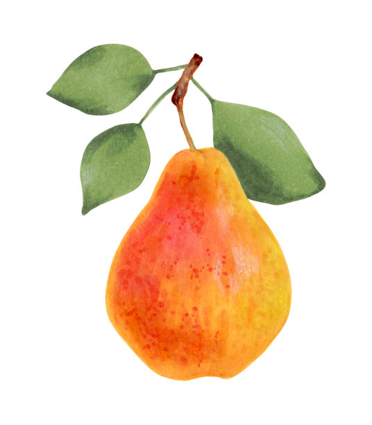 带叶子的梨。皮是黄橙色的。有叶子的树枝的一部分。设计的孤立元素。图片下载