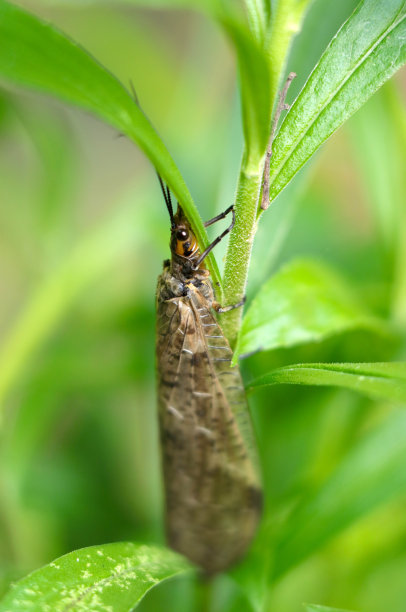 日本大飞蛾(日本飞蛾，日本飞蛾)抓着一根草茎(在阳光明媚的室外近距离微距照片)图片下载