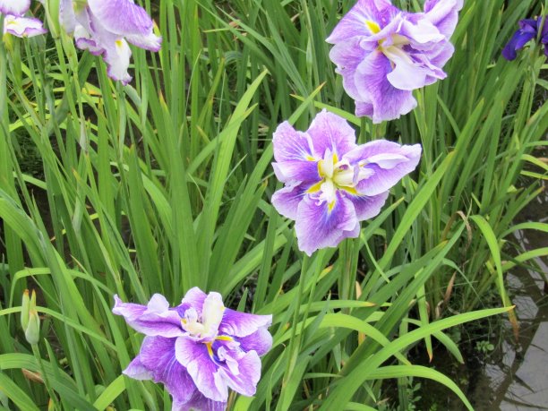 日本。6月。鸢尾花在草地上。图片下载