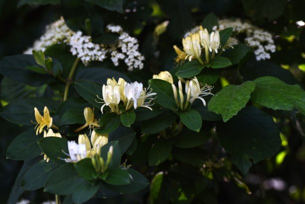 日本忍冬(Lonicera japonica)花。图片下载