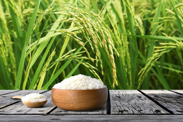 木碗里的茉莉花生白米饭与种植的水稻一起放在木桌上图片下载