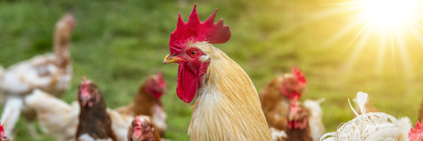 公鸡头的肖像图片下载