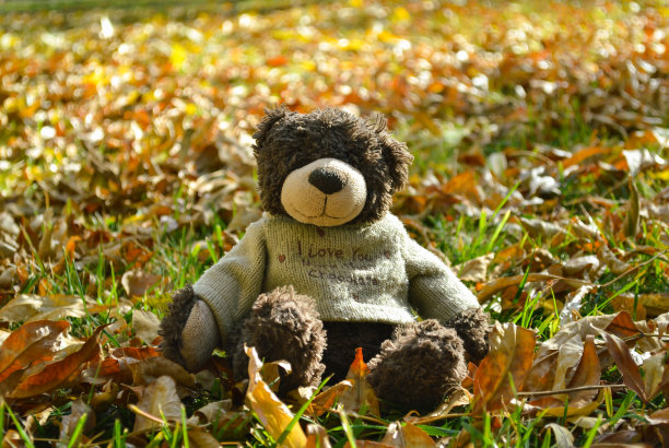 一只穿着毛衣的泰迪熊坐在草坪上的落叶中图片下载