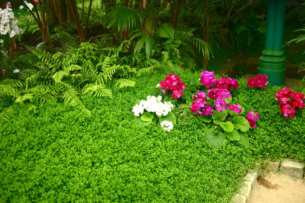 天竺葵图片下载