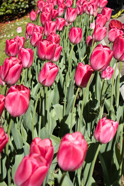 塔兰托别墅植物园图片下载