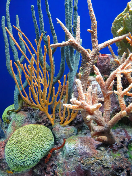 水下有巨大的彩色珊瑚和其他各种热带植物图片下载