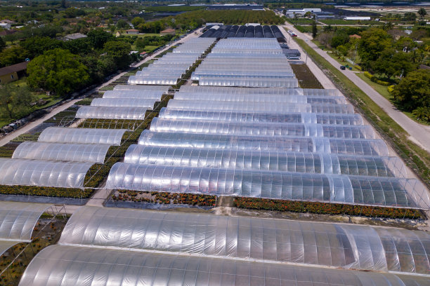 温室用塑料布盖着。在佛罗里达州种植花卉和植物图片下载