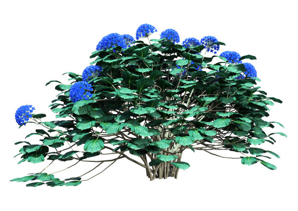 3D渲染绣球花在白色图片下载