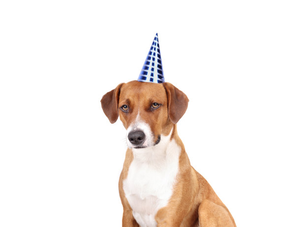戴着派对帽的棕色狗在看镜头。图片下载