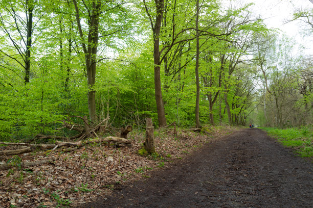 在英国著名的舍伍德森林，令人惊叹的春景，郁郁葱葱的树木。图片下载